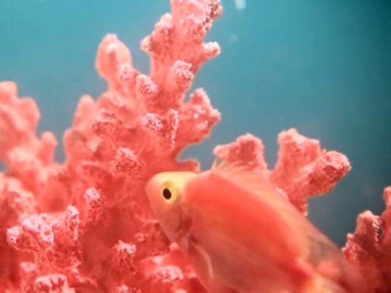 Il colore dell’anno 2019: Living Coral